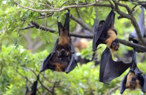 Nipah Virus