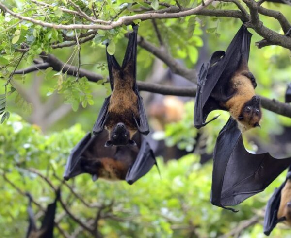 Nipah Virus