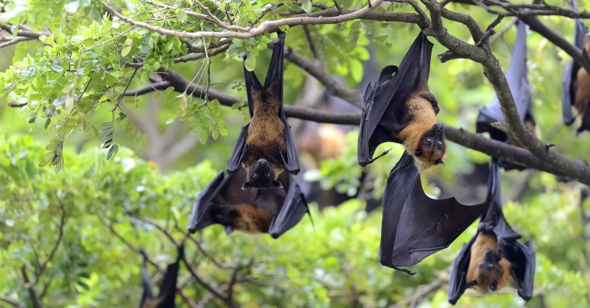 Nipah Virus