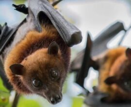 Kerala Nipah Virus: Latest Outbreak, Symptoms & Safety Precautions 2025