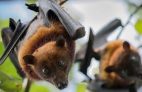 Kerala Nipah Virus: Latest Outbreak, Symptoms & Safety Precautions 2025