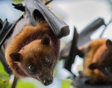 Kerala Nipah Virus: Latest Outbreak, Symptoms & Safety Precautions 2025