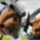 Kerala Nipah Virus 1 80x80