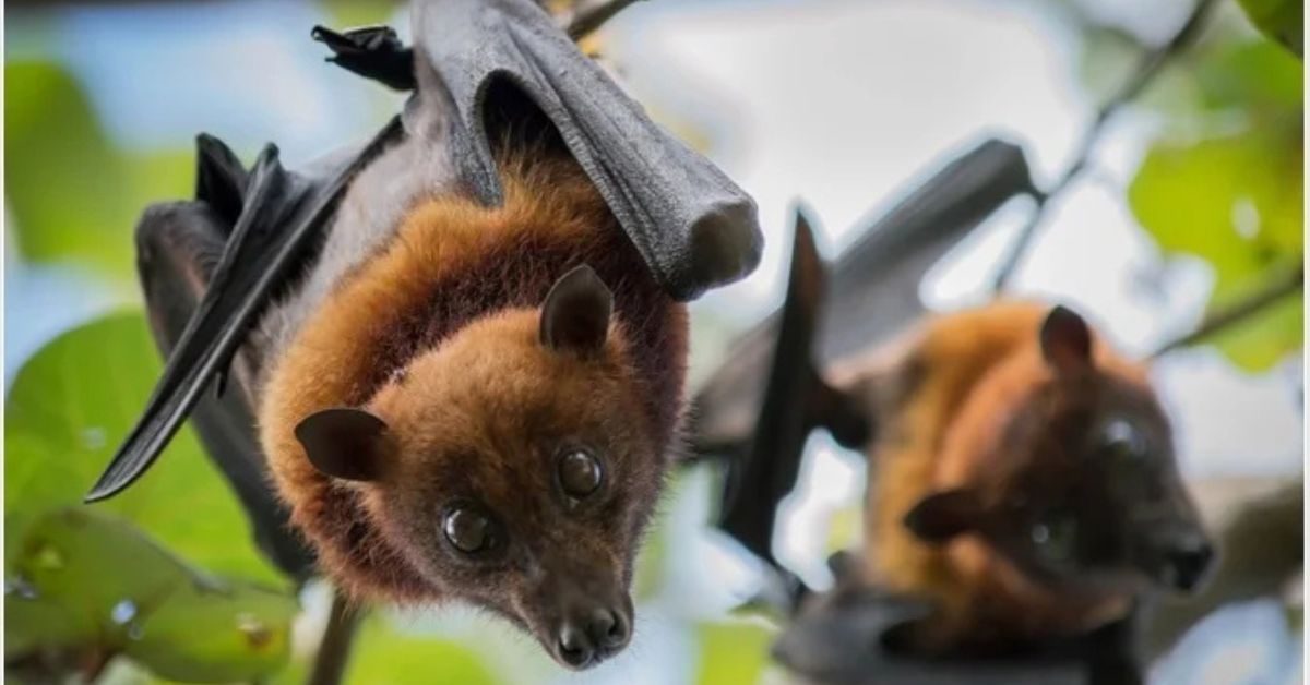 Kerala Nipah Virus: Latest Outbreak, Symptoms & Safety Precautions 2025