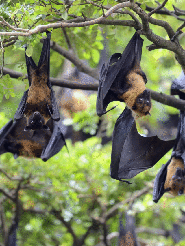 Kerala Nipah Virus Outbreak 2025: 5 Must-Know Facts